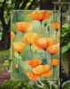California California Poppies in Watercolor Garden Flag Mailbox Flag Decorative Yard Flag Banner Outside Patio Artwork Yard Flower Beds, Garden Size
